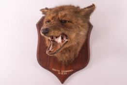 Taxidermy: A fox head mounted on a wooden shield, inscribed 'North Cornwall 10.12.