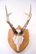 A pair of deer horns and partial skull,