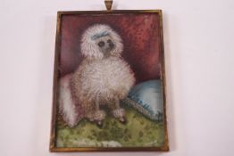 An early 20th century French miniature portrait of a poodle, watercoour on ivory,