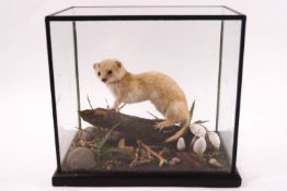Taxidermy : A weasel on a naturalistic woodland base, cased,