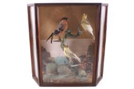 Taxidermy: A bullfinch and a pair of yellow finches on branches and with a naturalistic base,