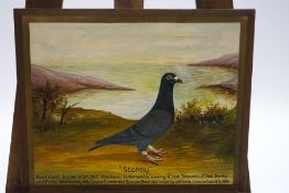 English School, mid-20th century, 'Stormy' the racing pigeon, oil on board, with inscription,
