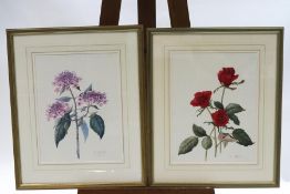 Susan Corbett, botanical studies, a pair, watercolour, signed in pencil and dated 1998, 58.5cm x 48.