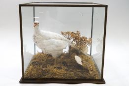 Taxidermy : A White Pheasant on a naturalistic woodland base within a glazed case,