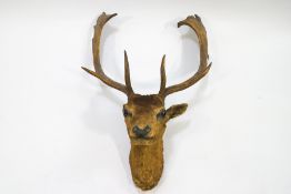 A Stags head with ten points on a wooden shield mount