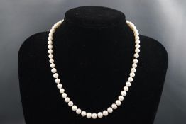 A single strand of cultured freshwater pearls 6.00mm to 7.00mm. White metal clasp, base metal.