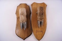 Taxidermy: A pair of deer hooves, mounted on a wooden shields,