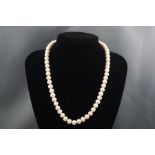 A single strand of freshwater cultured pearls with 9ct white gold clasp. 54.