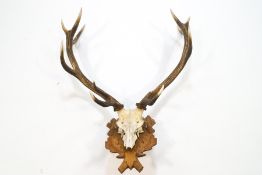 A pair of stag antlers and skull with eleven points,