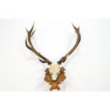 A pair of stag antlers and skull with eleven points,