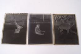 Wild and Zoo animals, glass negatives, a few celluloid, each annotated, including Bear,