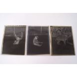 Wild and Zoo animals, glass negatives, a few celluloid, each annotated, including Bear,