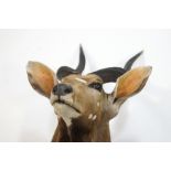 Taxidermy : An African Nyala,