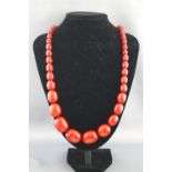 A single strand of graduated cherry amber beads. Strung plain with screw clasp. 109.