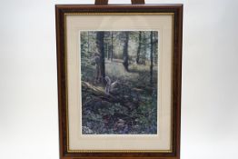 Steven Townsend, Grey Squirrel in a Bluebell Wood, limited edition print,