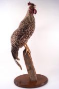Taxidermy : A Barred Rock Rooster on a wood post and oval base,