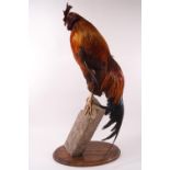 Taxidermy : A New Hampshire Red upon a wood post and an oval base,