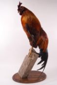 Taxidermy : A New Hampshire Red upon a wood post and an oval base,