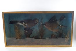 Taxidermy : Two Jays, cased,