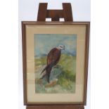 Robert G LeMare, Red Kite upon a rock, watercolour, signed and dated 1984 lower right, 51cm x 34.