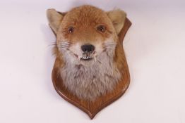 Taxidermy: A fox's head mounted on a wooden shield