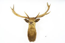 A Taxidermy Stag's head with six point antlers,
