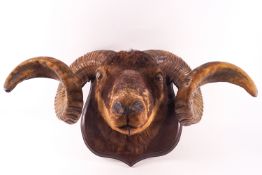 Taxidermy : A Scottish Ram's head, mounted on a wooden shield,