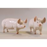 A pair of Beswick pigs, printed and painted marks 'CH Wall CH Boy 53' and 'CH Wall Queen 40',
