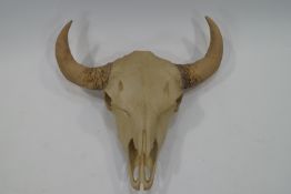 A plastic model of a cows head