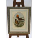 A 19th century lithograph of two birds, oval,