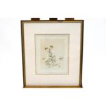 Louisa Lady Arlesford, botanical watercolour, Abbott & Holder label verso.