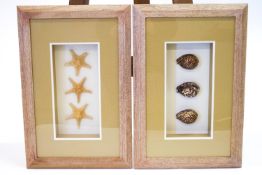 A pair of framed shells.