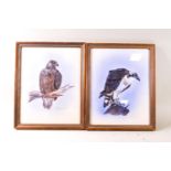 M* J* Fook, Osprey, Golden Eagle, Buzzard, Montagies Harrier, watercolour and body colour,