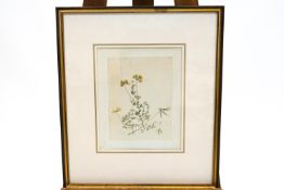 Louisa Lady Arlesford, botanical watercolour, Abbott & Holder label verso,
