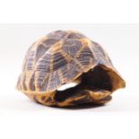 Taxidermy: A whole tortoiseshell