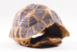 Taxidermy: A whole tortoiseshell