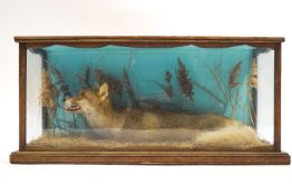 A taxidermy fox, resting in a grassed setting,