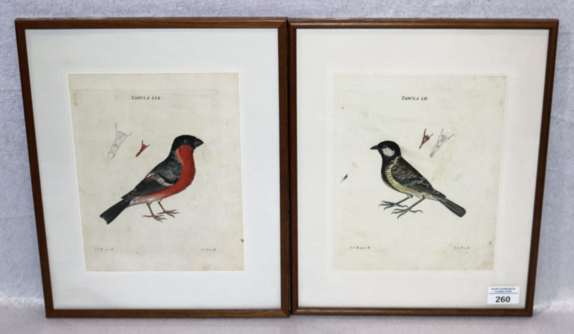 2 colorierte Stiche 'Vögel', 19. Jahrhundert, teils fleckig, mit Passepartout unter Glas gerahmt,