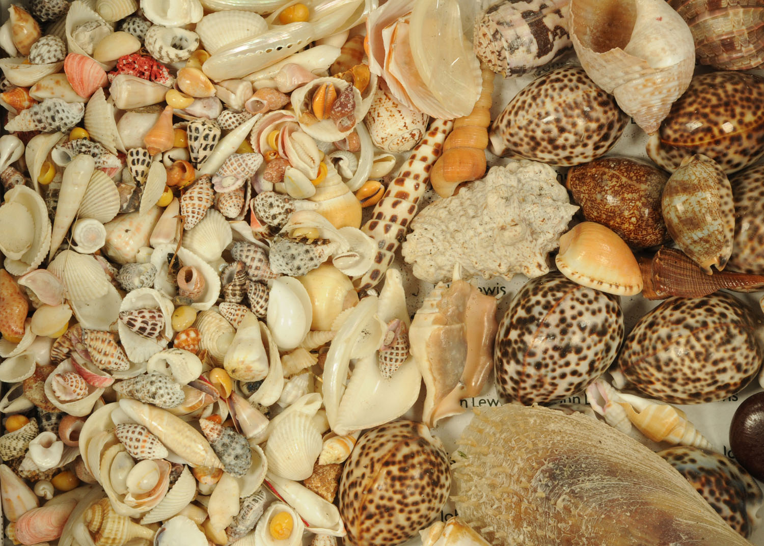 Conchology - A large collection of assorted seashell, to include spider conch, clams, cowrie shells, - Image 2 of 2