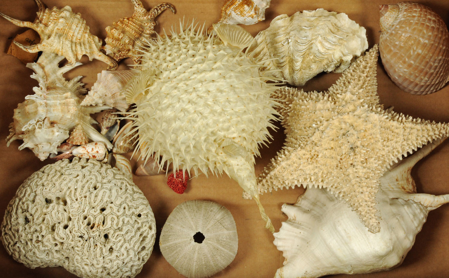 Conchology - A large collection of assorted seashell, to include spider conch, clams, cowrie shells,