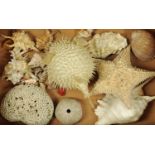 Conchology - A large collection of assorted seashell, to include spider conch, clams, cowrie shells,