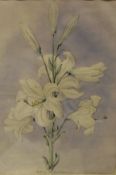 ATTRIBUTED TO PRISCILLA SUSAN FAULKNER "BURY" NEE FAULKNER (1799-1872) "Lilium Candidum, June,