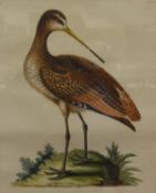 AFTER ELEAZAR ALBIN (FL 1690-1742) "Ornithological studies", a pair, hand-coloured engravings, No'd.