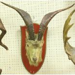 A taxidermy stuffed and mounted Goat's head with horns,