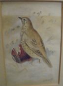 IN THE MANNER OF C F TUNNICLIFFE "Thrush by apple", watercolour, signed lower right,