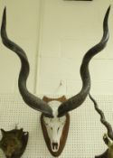 A pair of Kudu horns on skull top half and shield-shaped mount