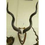 A pair of Kudu horns on skull top half and shield-shaped mount