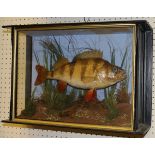 A taxidermy stuffed and mounted Perch in three-sided wall-mounted display case,