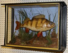 A taxidermy stuffed and mounted Perch in three-sided wall-mounted display case,