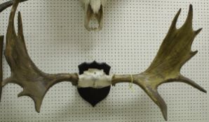 A pair of skull mounted Moose horns on an ebonised shield-shaped mount